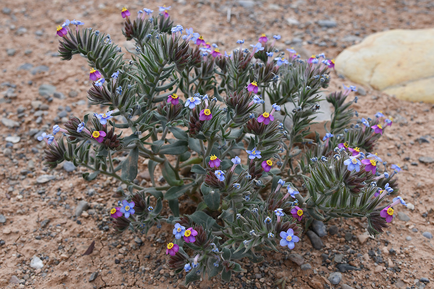 Image of Arnebia obovata specimen.
