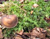 семейство Mniaceae