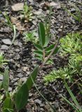Anthyllis lachnophora