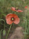 Papaver dubium. Верхушки побегов с цветками. Испания, Каталония, пров. Жирона, комарка Баш Эмпорда, муниципалитет Калонже, кромка залежи. 01.05.2025.
