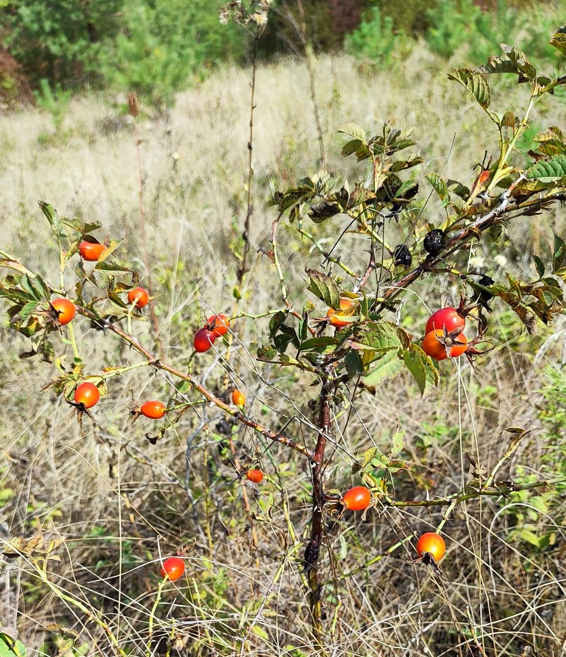 Изображение особи Rosa frutetorum.