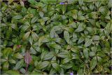 Vinca minor