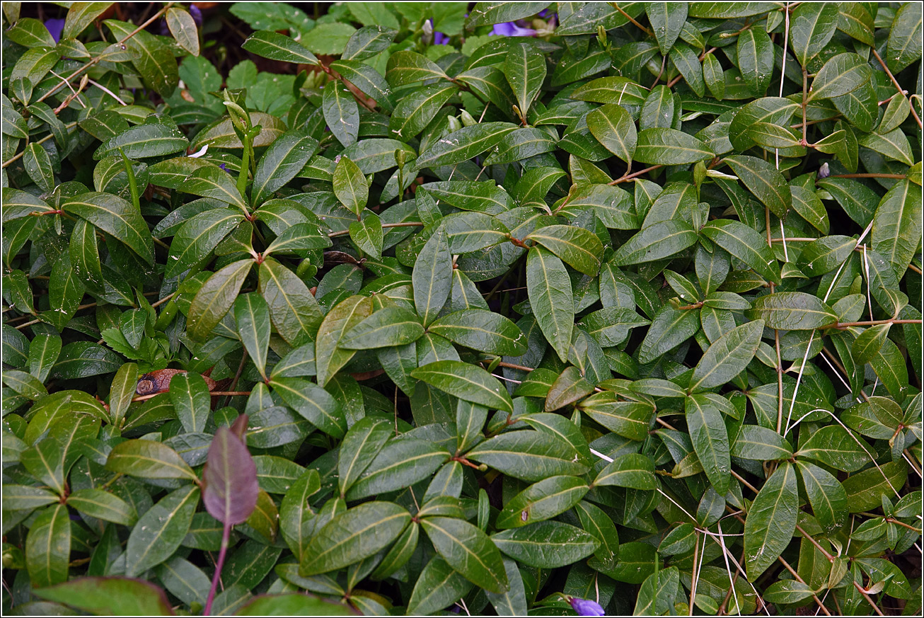 Image of Vinca minor specimen.