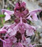 Pedicularis verticillata