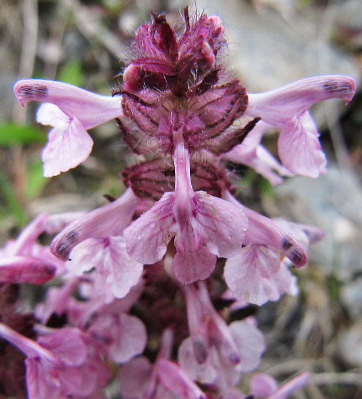 Изображение особи Pedicularis verticillata.