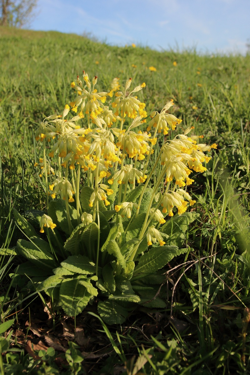 Image of Primula veris specimen.