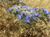 Cardopatium corymbosum