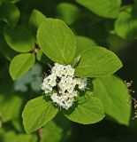 Viburnum burejaeticum. Листья и соцветие. Приморский край, Шкотовский р-н, окр. с. Многоудобное, выходы известняковых скал на гребне горы у опушки широколиственного леса. 31.05.2025.