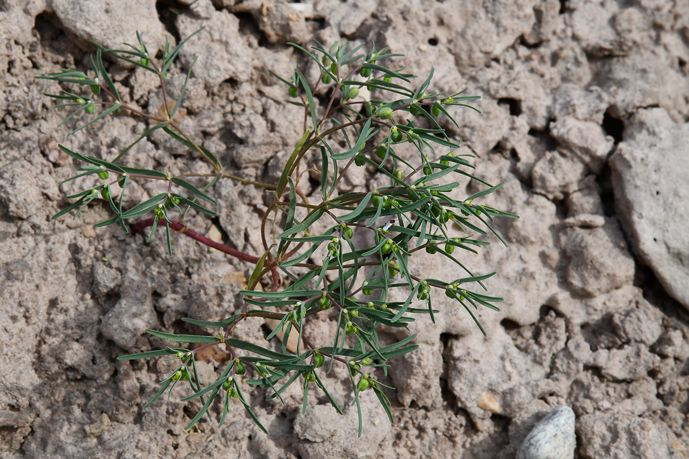Image of Euphorbia inderiensis specimen.