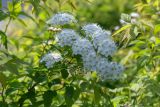 род Spiraea