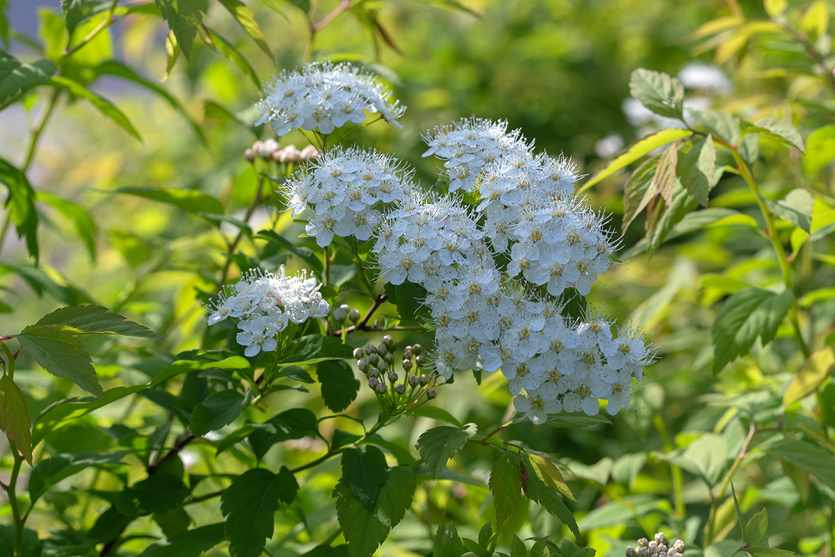 Изображение особи род Spiraea.