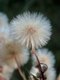 View full-size image Erigeron podolicus