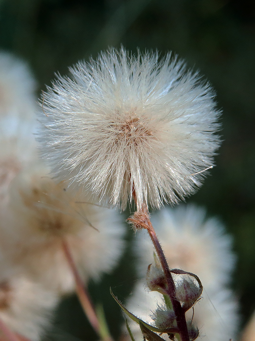 Image of Erigeron podolicus specimen.