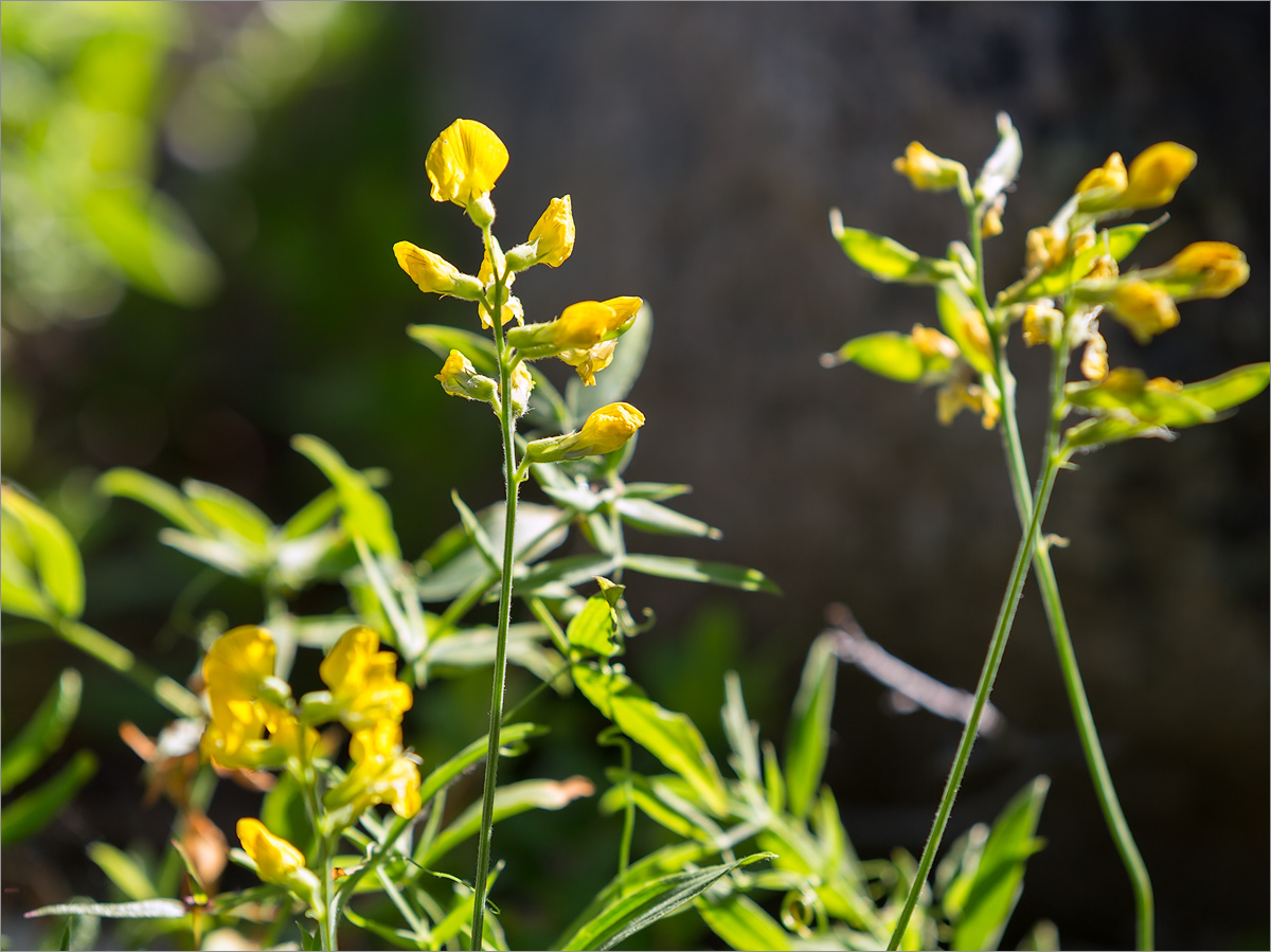 Изображение особи Lathyrus pratensis.