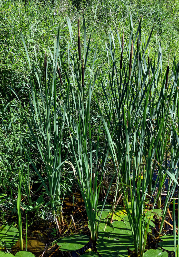 Image of Typha latifolia specimen.