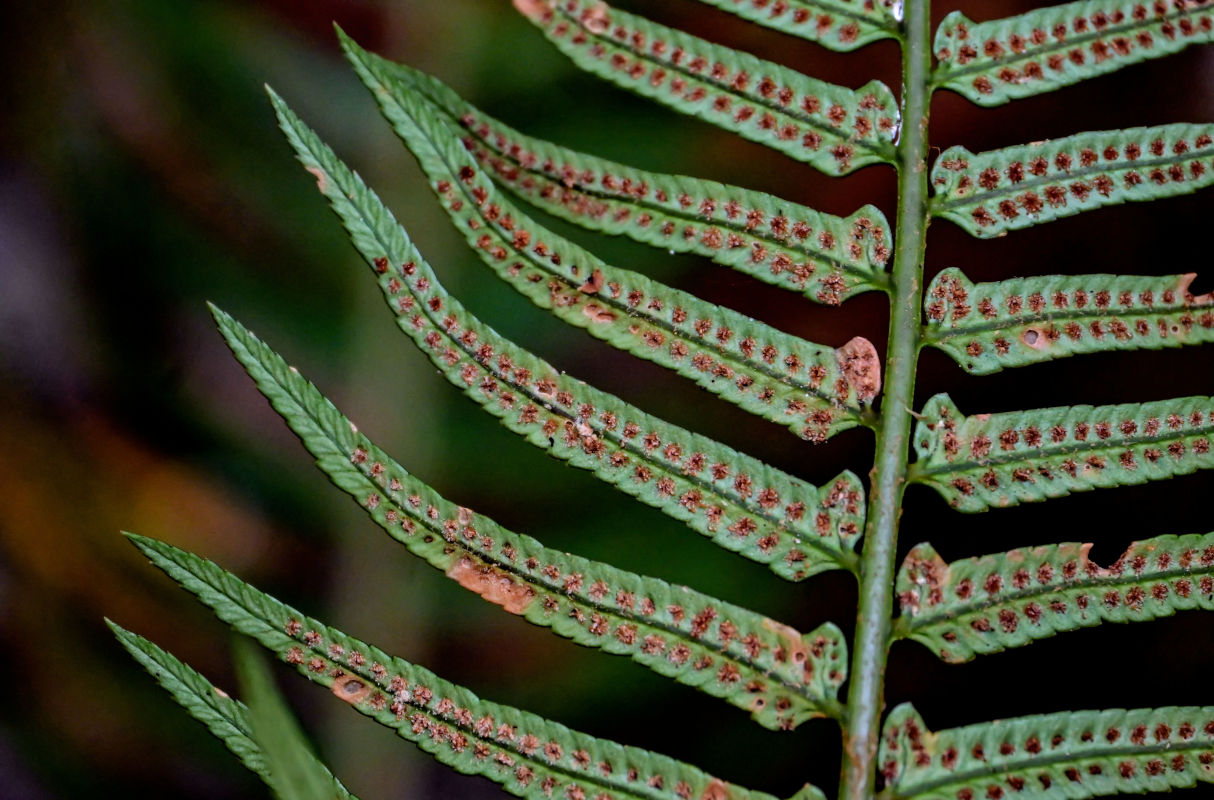 Изображение особи Polystichum falcinellum.