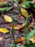 Blechnum spicant