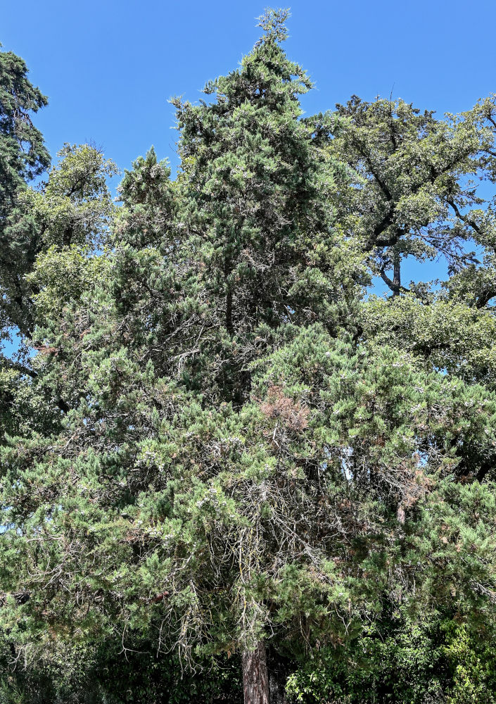 Image of Juniperus chinensis specimen.