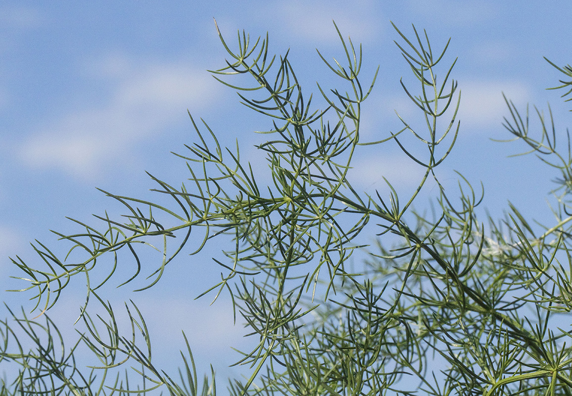 Image of Asparagus verticillatus specimen.