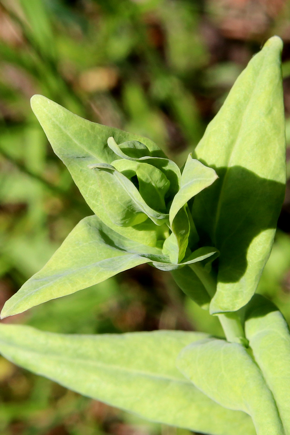 Image of Turritis glabra specimen.