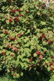 View full-size image Viburnum opulus