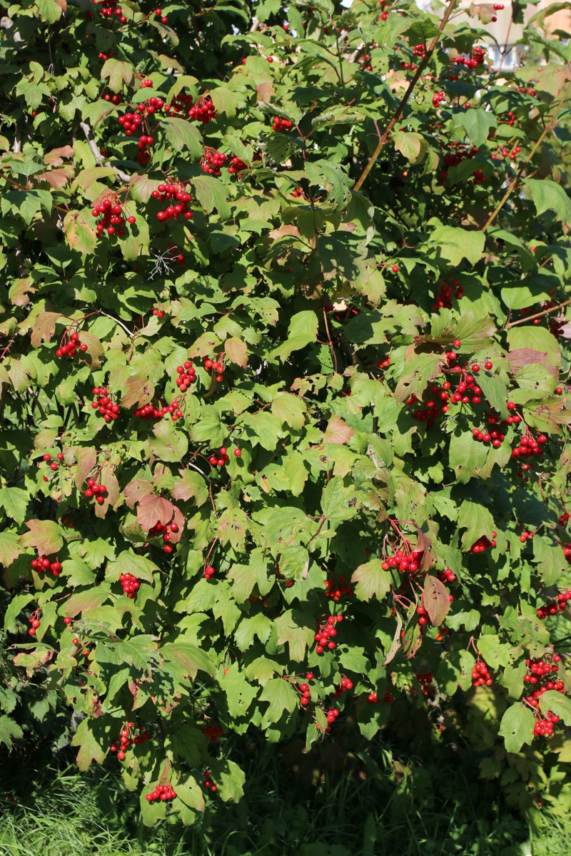 Изображение особи Viburnum opulus.