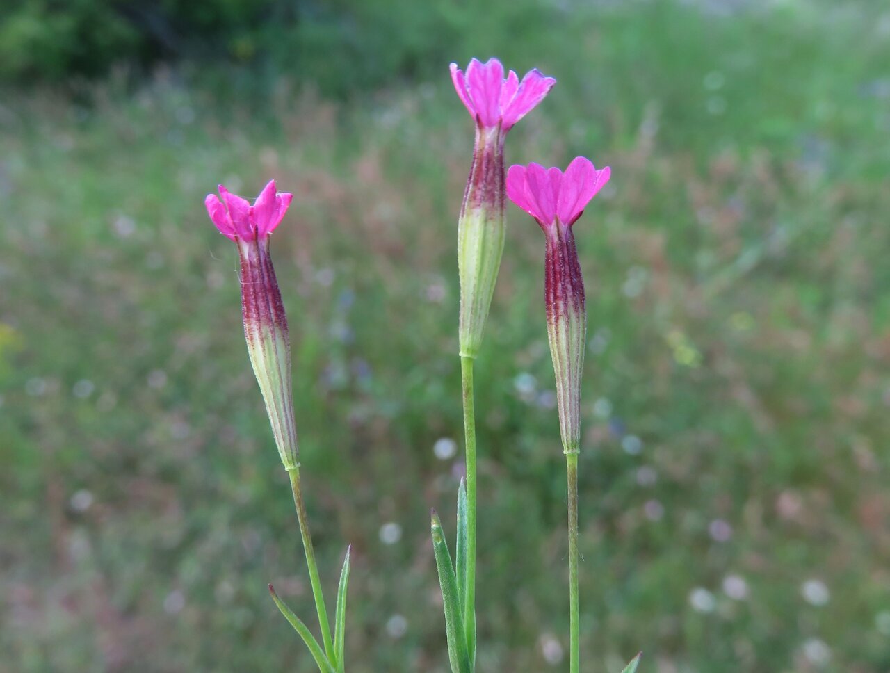 Image of Silene tenuiflora specimen.