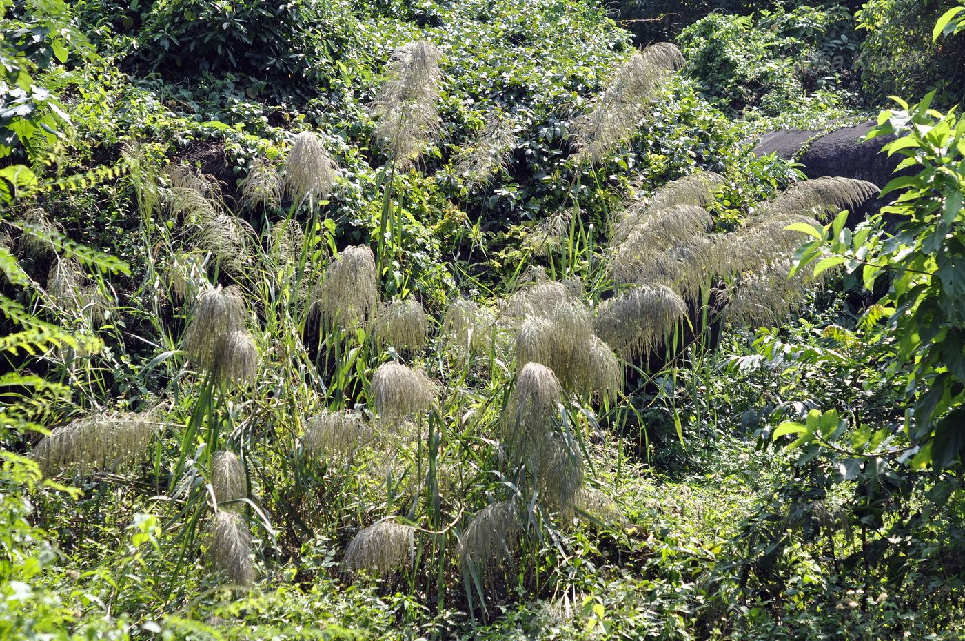 Image of Miscanthus sinensis specimen.