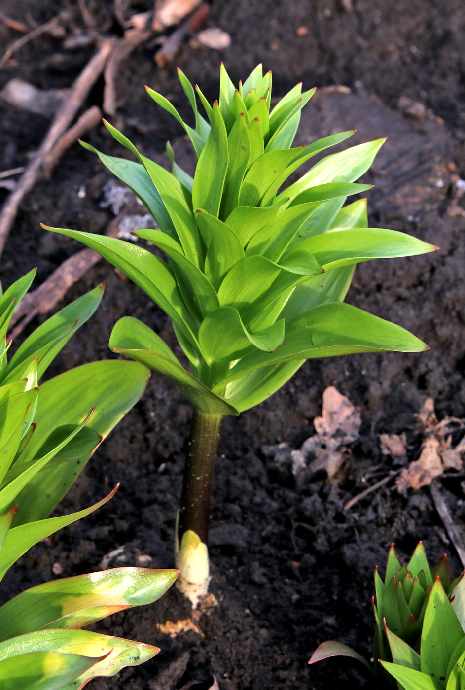 Image of Fritillaria imperialis specimen.