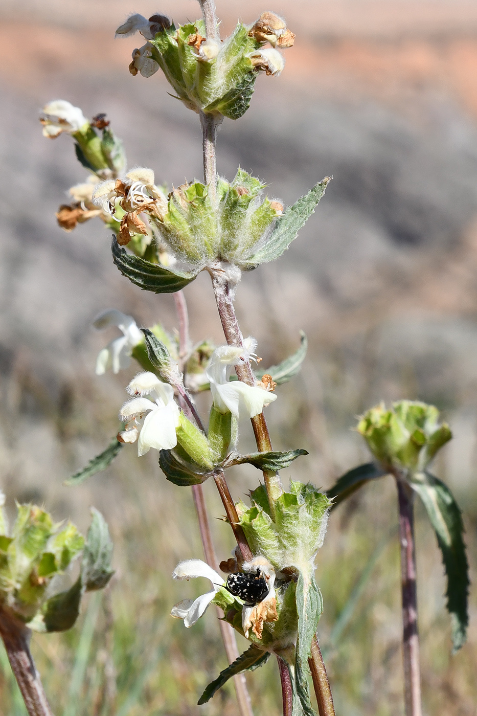 Image of Phlomoides ajdarovae specimen.