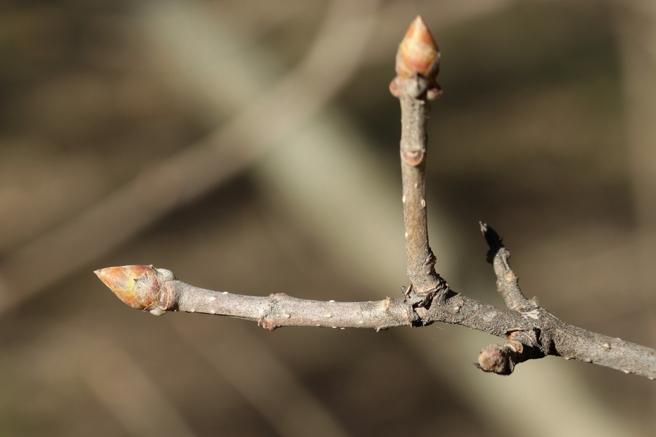 Image of Syringa × henryi specimen.