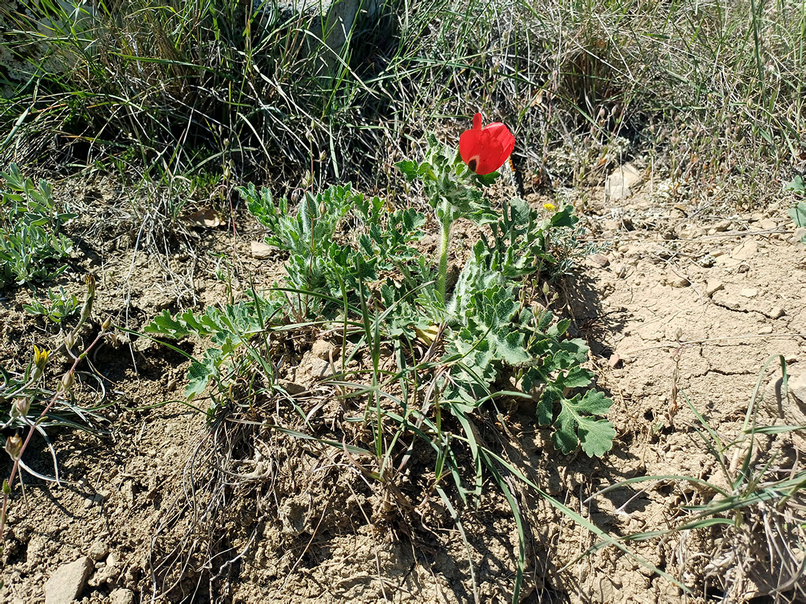 Изображение особи Glaucium corniculatum.