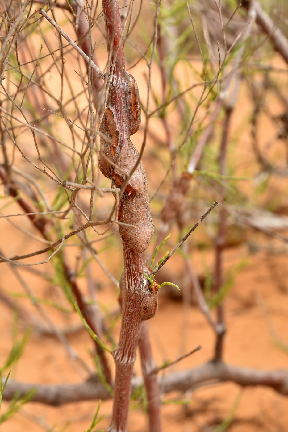 Изображение особи Calligonum aphyllum.