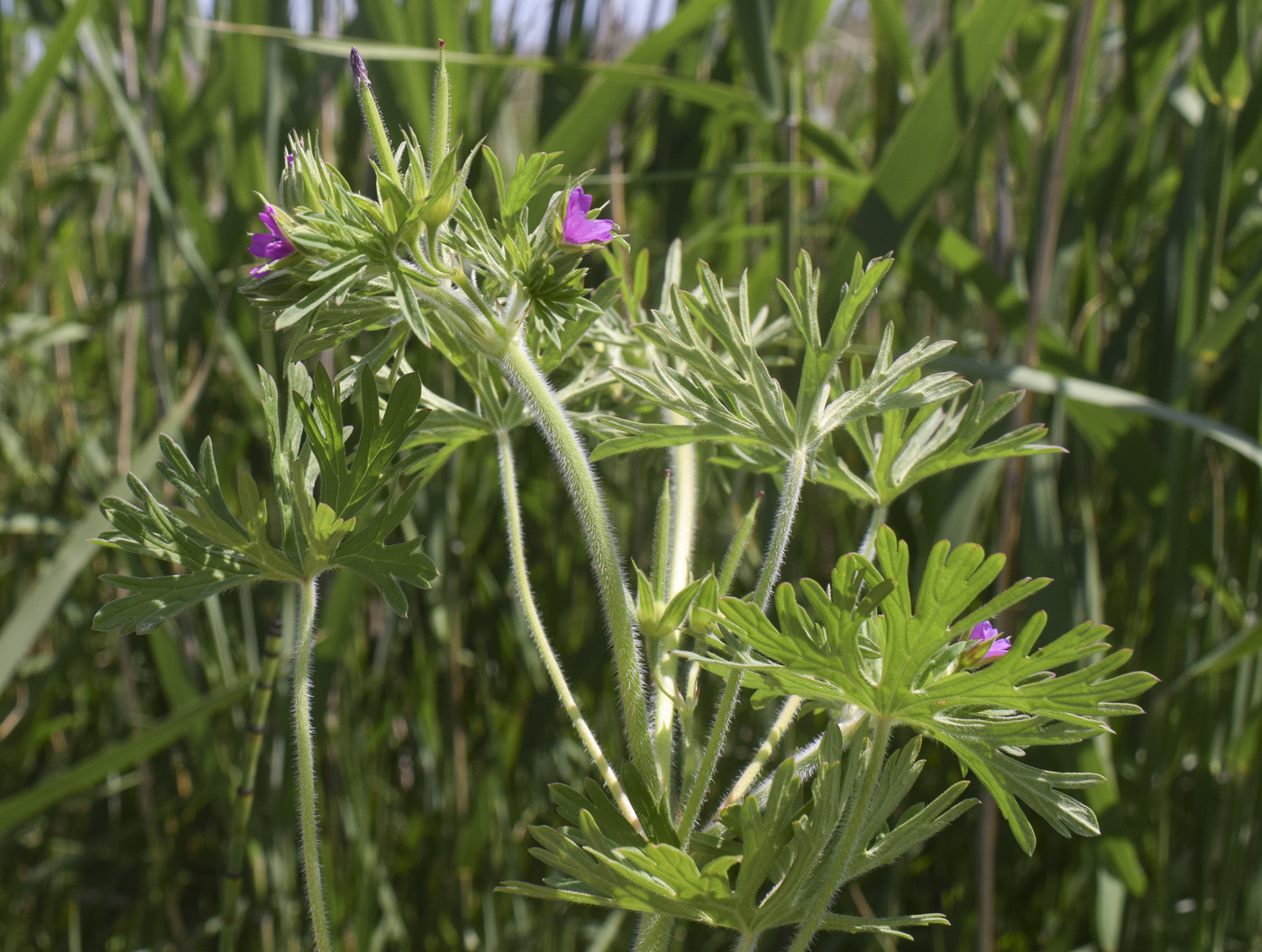 Image of Geranium dissectum specimen.