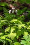 Thalictrum filamentosum. Цветущее растение. Приморский край, подножие хр. Тимпур (Береговой), широколиственный лес. 13.05.2026.