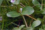Veronica serpyllifolia. Средняя часть побега. Московская обл., Раменский р-н, окр. дер. Хрипань, садовый участок. 26.05.2026.