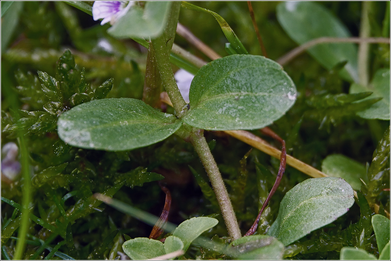 Изображение особи Veronica serpyllifolia.