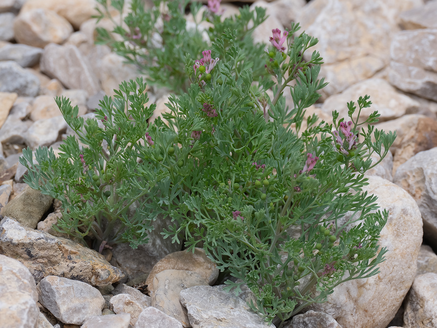 Image of Fumaria vaillantii specimen.