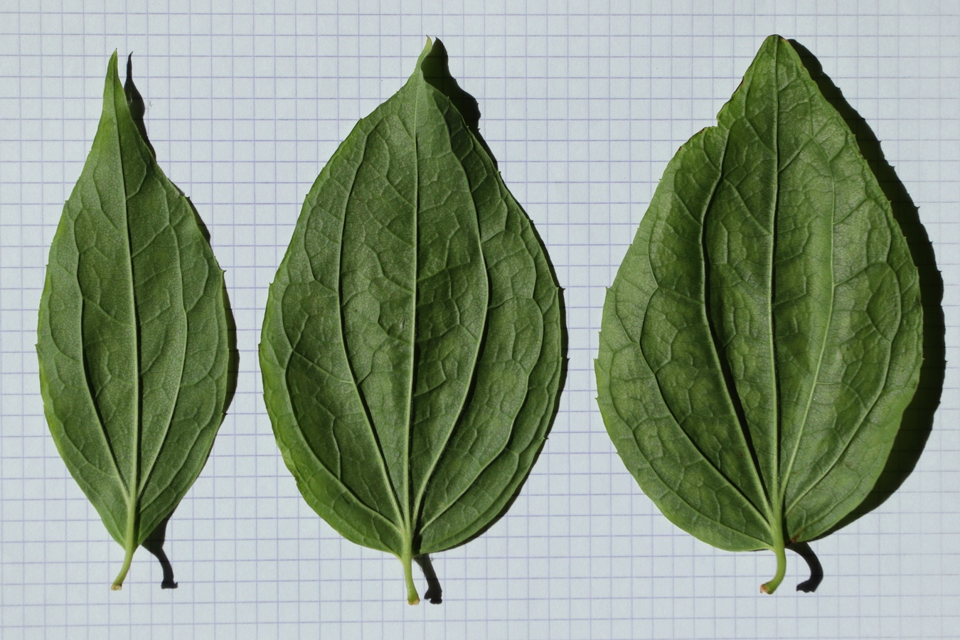 Image of genus Philadelphus specimen.