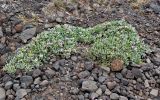 Смотреть изображение род Helichrysum