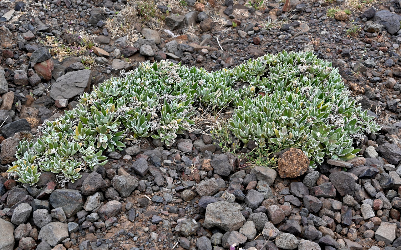 Изображение особи род Helichrysum.