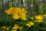 Hylomecon vernalis. Верхушка цветущего растения. Южное Приморье, Чёрные горы, заповедник \"Кедровая падь\". 14.05.2009.