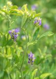 Medicago sativa. Верхушка побега с соцветиями. Беларусь, Брестская обл., Каменецкий р-н, окр. дер. Бобинка, сухой луг у обочины дороги. 30.06.2026.