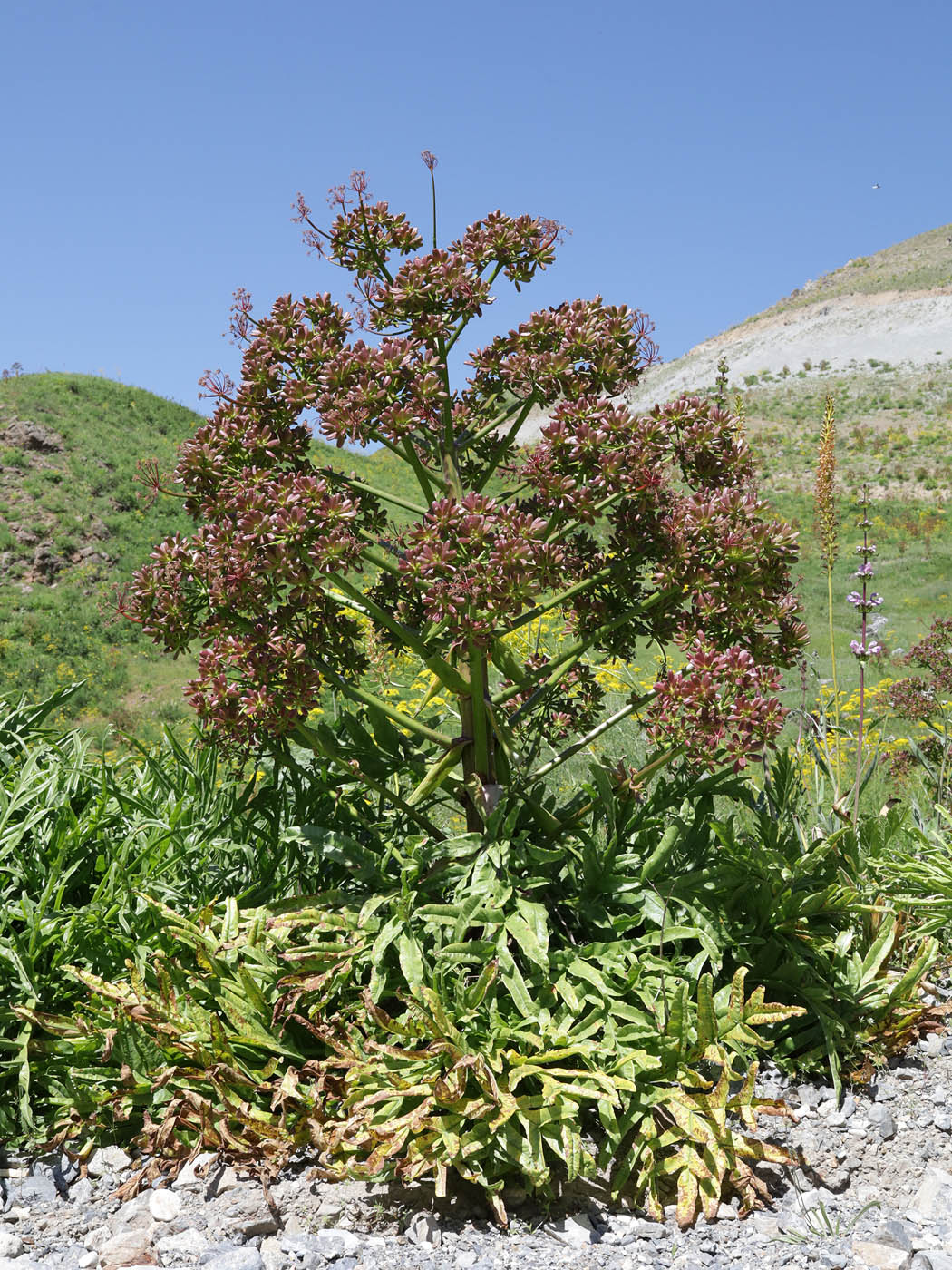 Изображение особи Ferula tadshikorum.