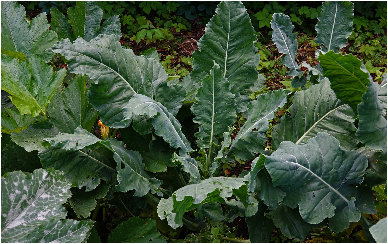 Image of Brassica oleracea specimen.