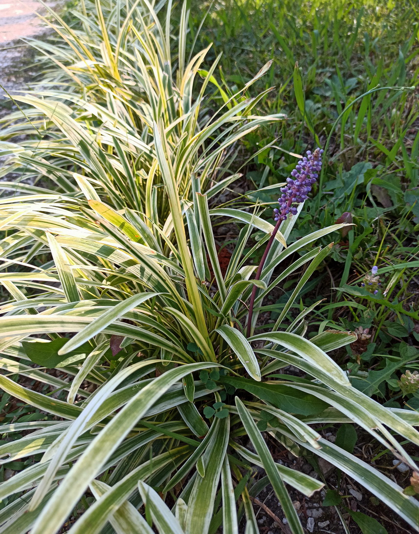 Image of Liriope muscari specimen.
