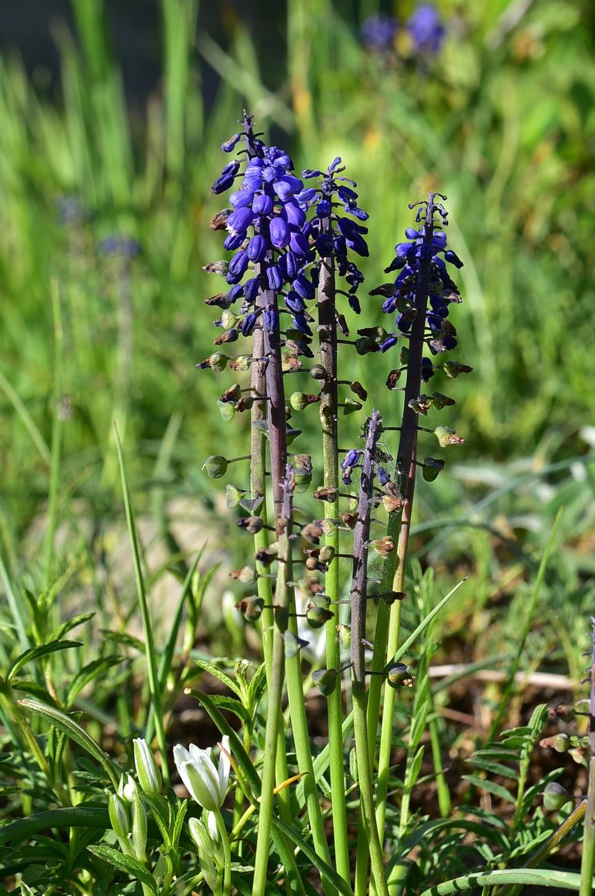 Image of genus Muscari specimen.