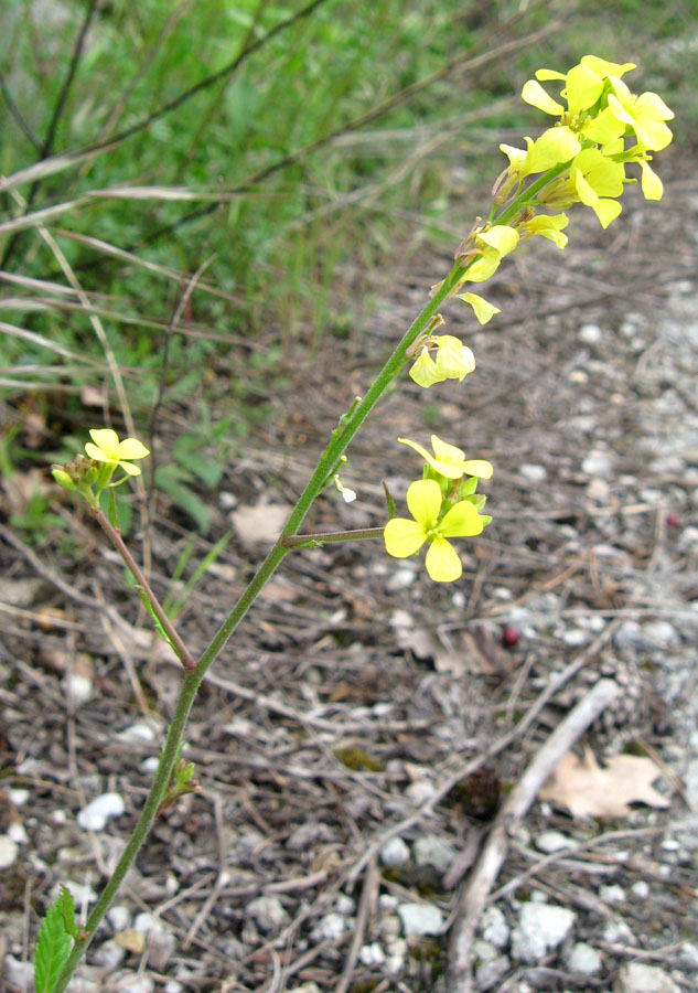 Изображение особи Rapistrum rugosum.