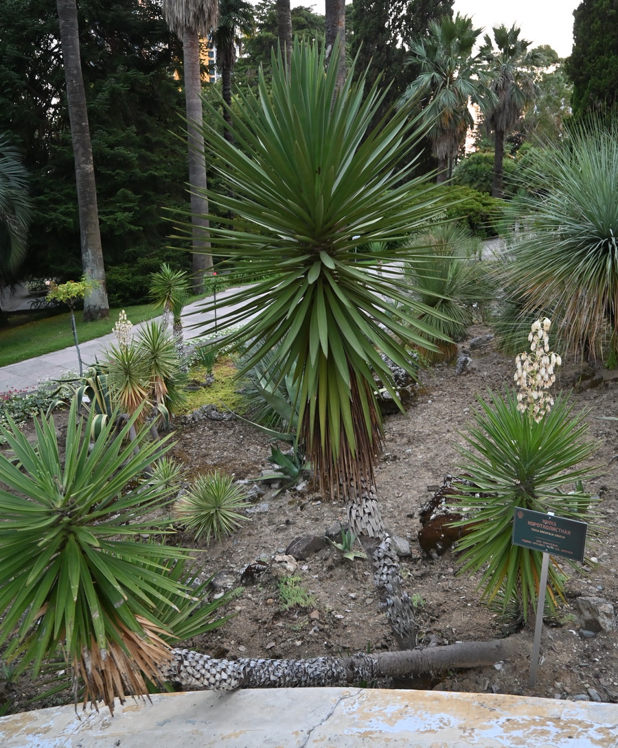 Image of Yucca brevifolia specimen.