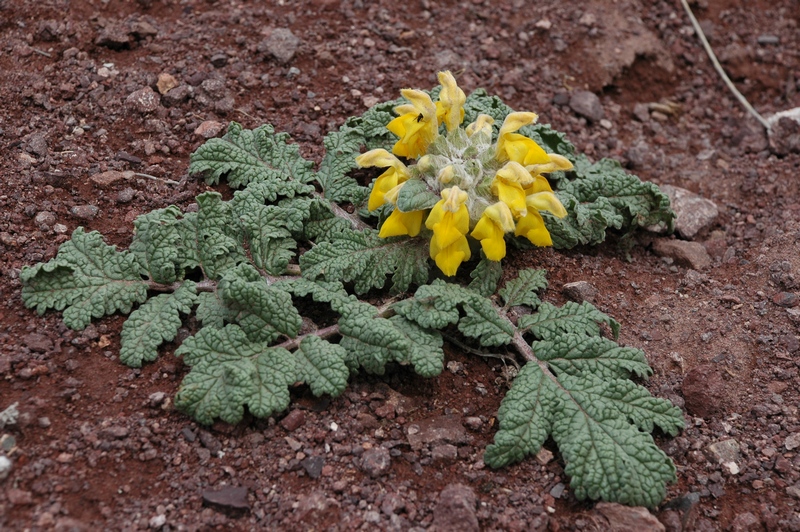 Изображение особи Phlomoides speciosa.